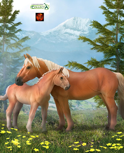 Noriker austrian draft - austrian, horse