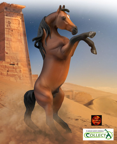 Arabian arab bay stallion - arabian,