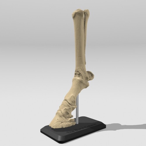 Horse anatomy lower leg - horse,